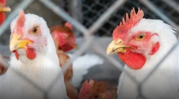 تراجع الأسعار.. الدجاج الأبيض يكسر حاجز الـ 100 جنيه للمستهلك في تعاملات اليوم